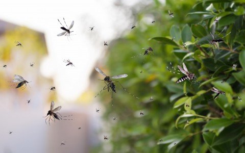 Le migliori piante anti-zanzare per la casa: scopri come tenere lontane le zanzare in estate